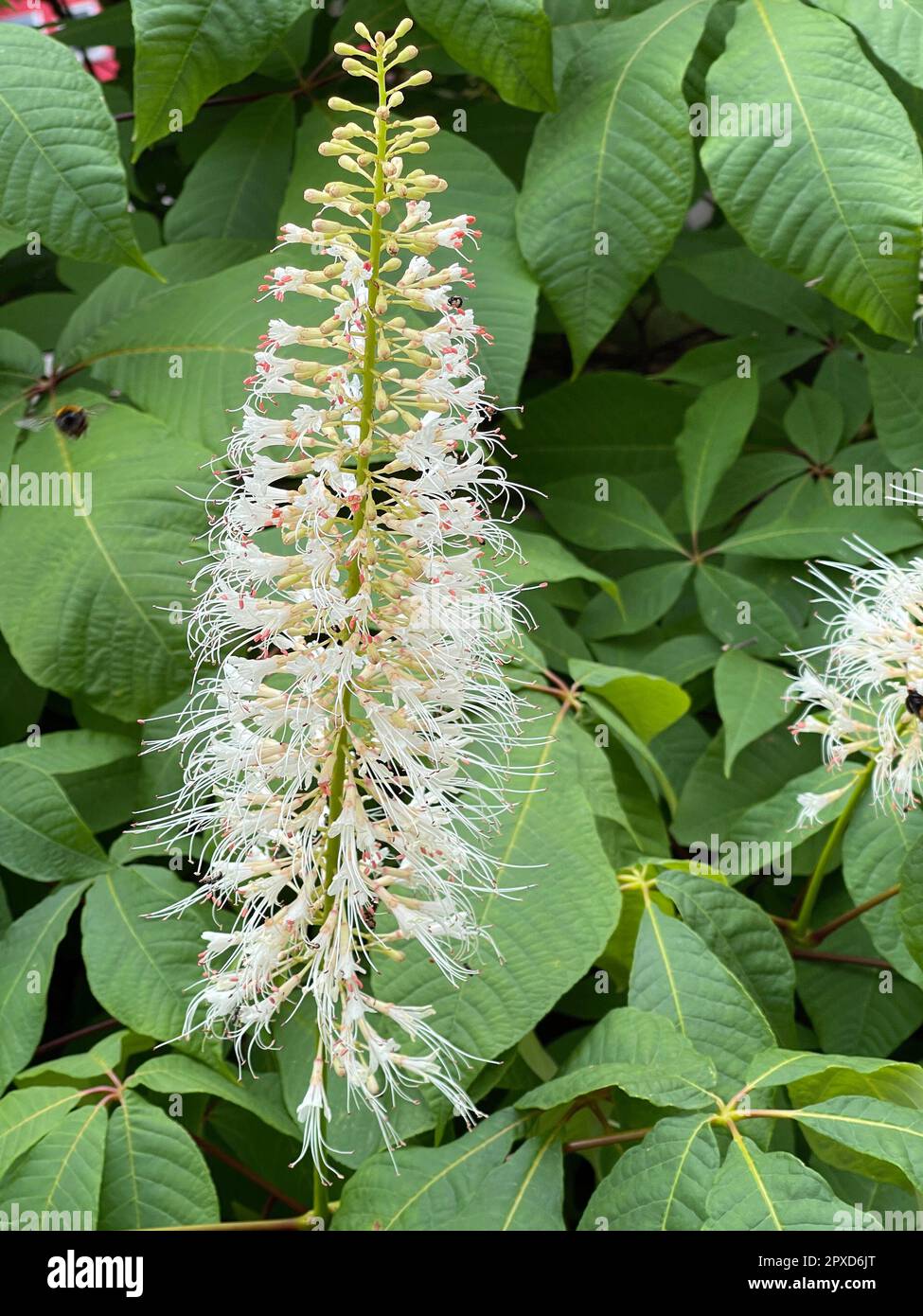 Strauchkastanie, Aesculus parviflora, ist eine sehr schoene strauchig