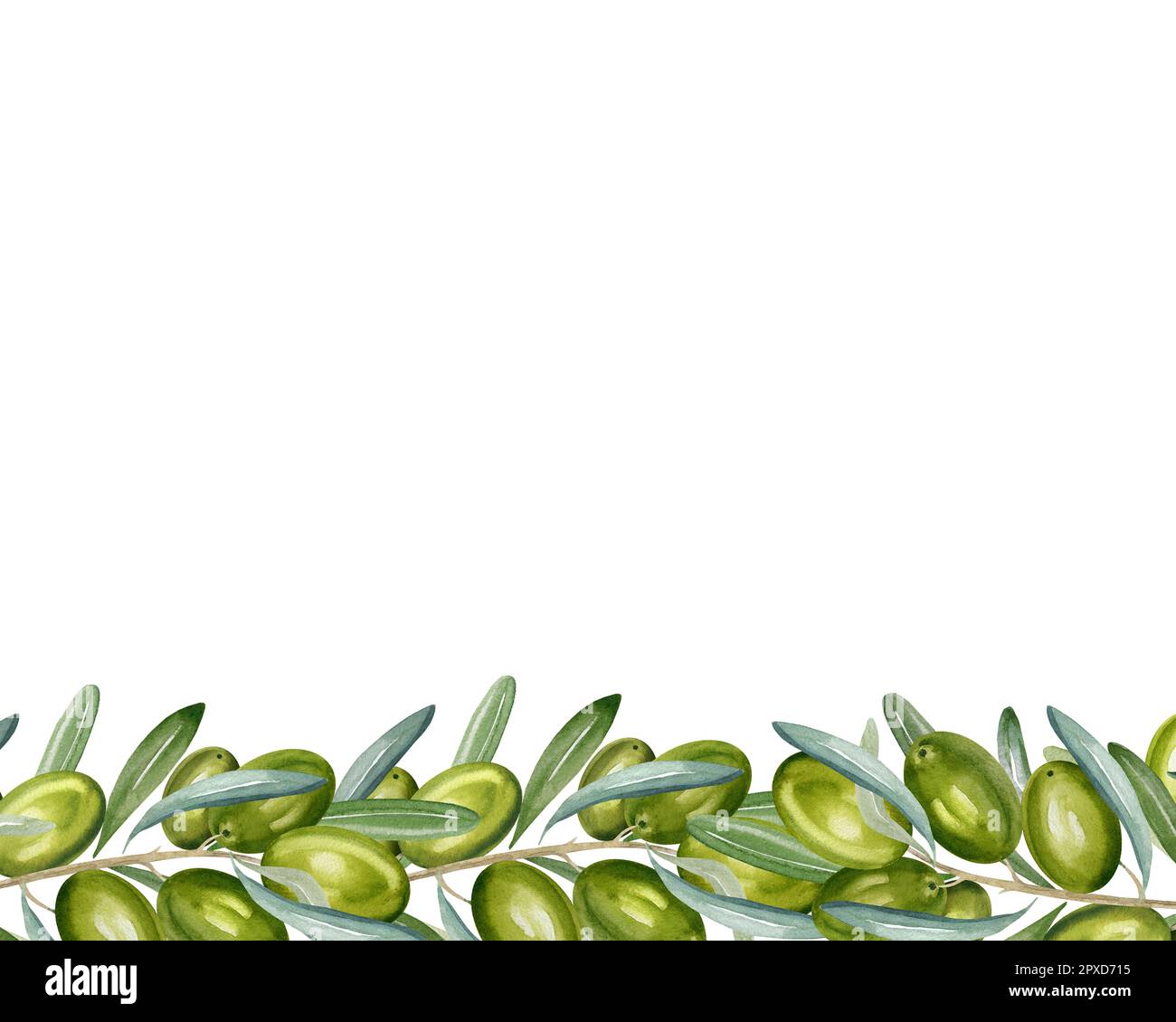 watercolor horizontal border with branch of green olives with leaves ...