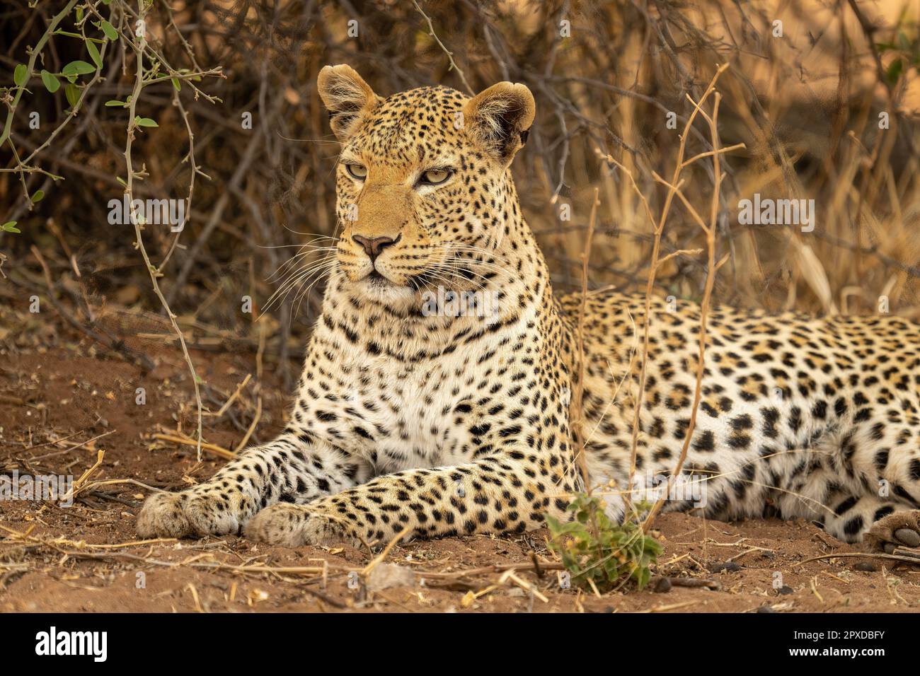 African leopard on ground hi-res stock photography and images - Alamy