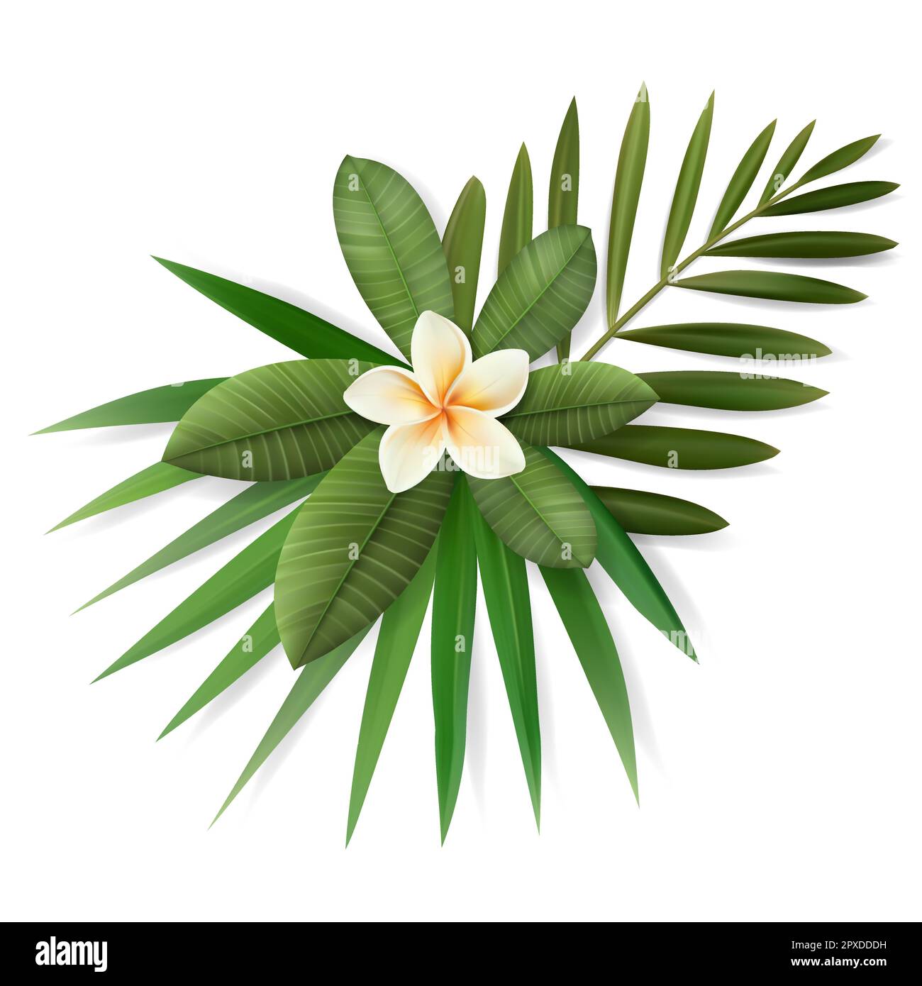 Vector tropical leaves and flower composition isolated on white ...