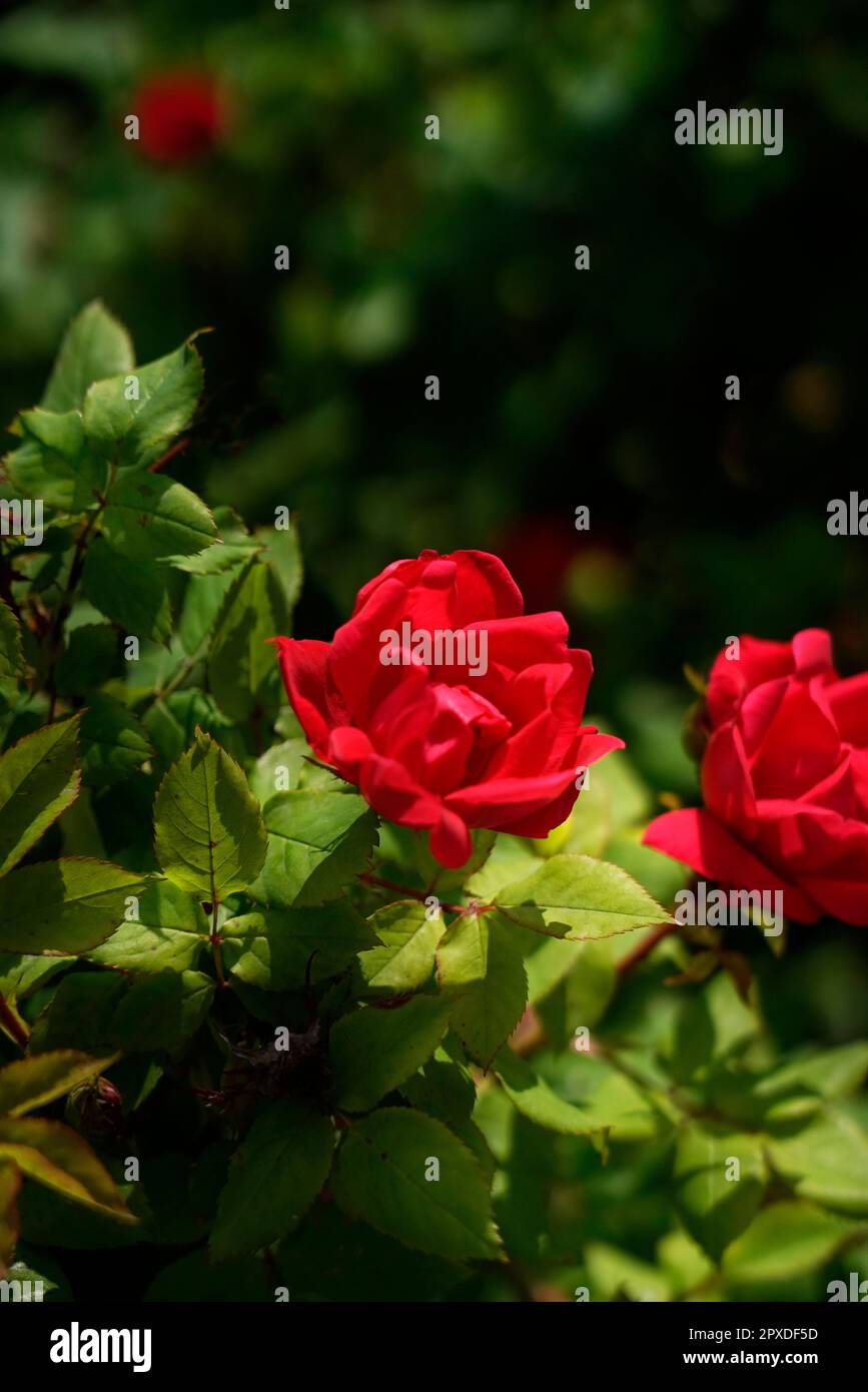 Rosa di provins hi-res stock photography and images - Alamy