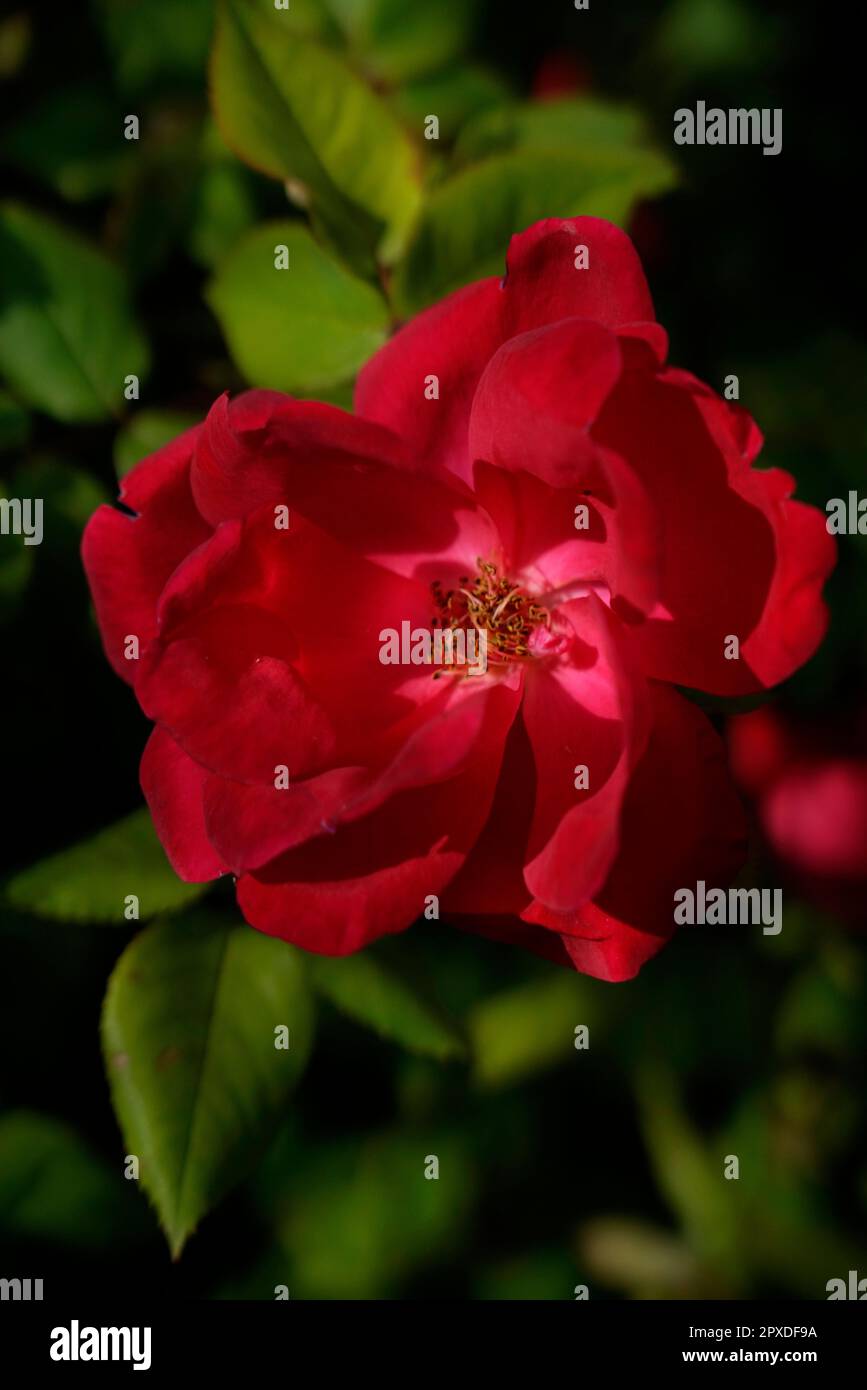 Rosa Gallica, Rosa francese, rosa di Provins, flowering plant ...