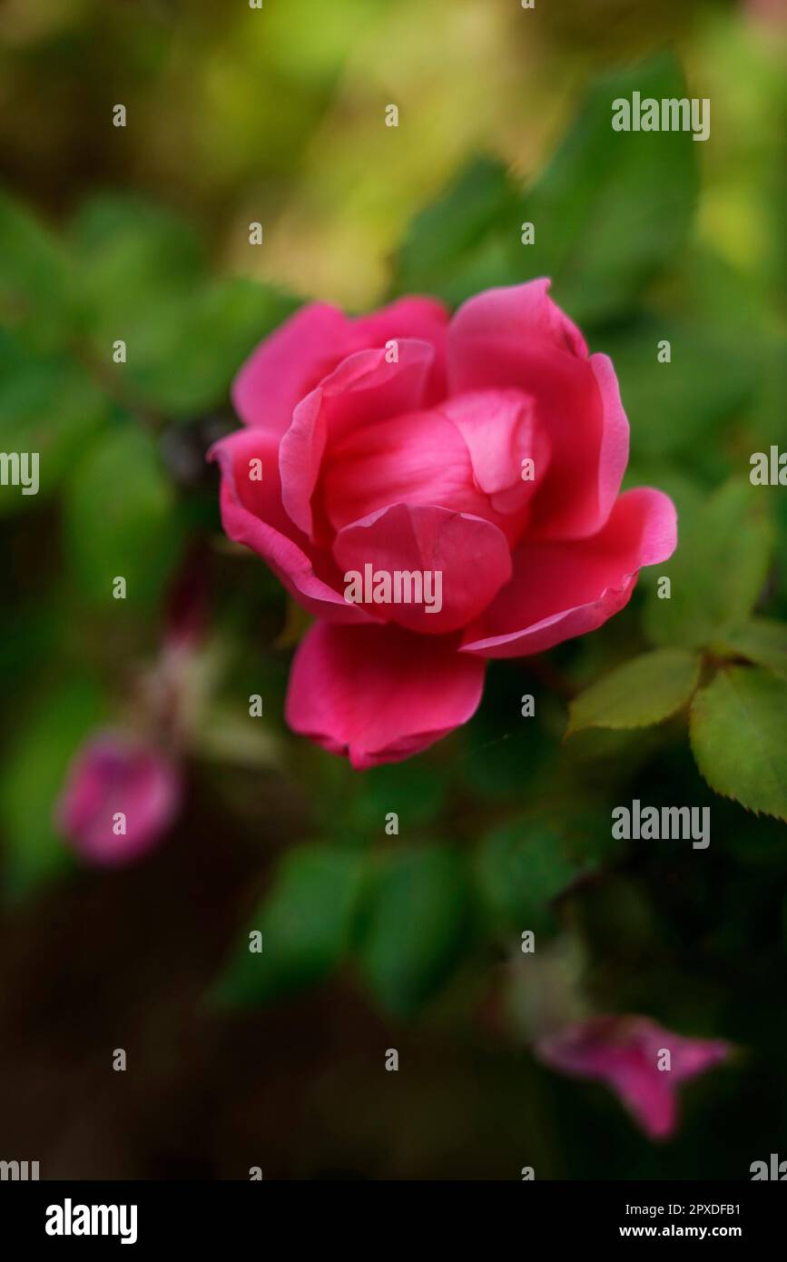 Rosa Gallica, Rosa francese, rosa di Provins, flowering plant ...