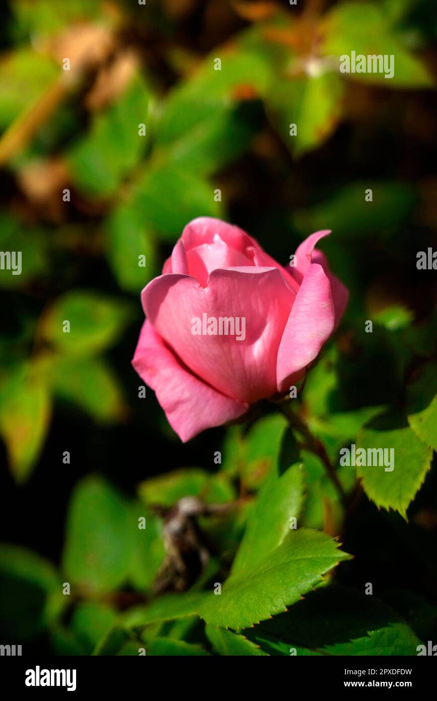 Rosa di provins hi-res stock photography and images - Alamy
