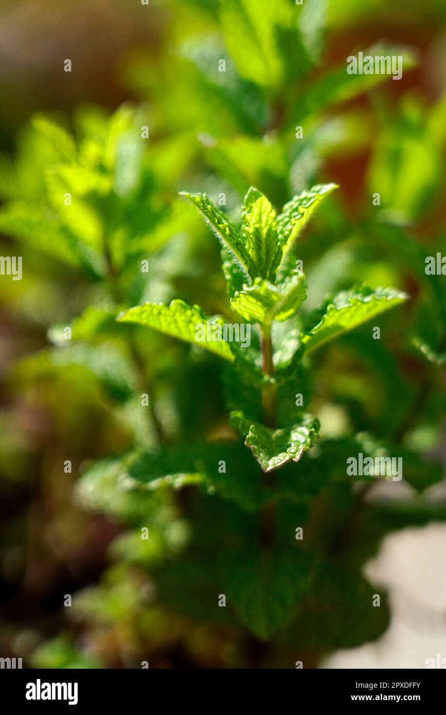 Mint, Mentha, Lamiaceae, plant, Angiospermae, Italy, Europe Stock Photo