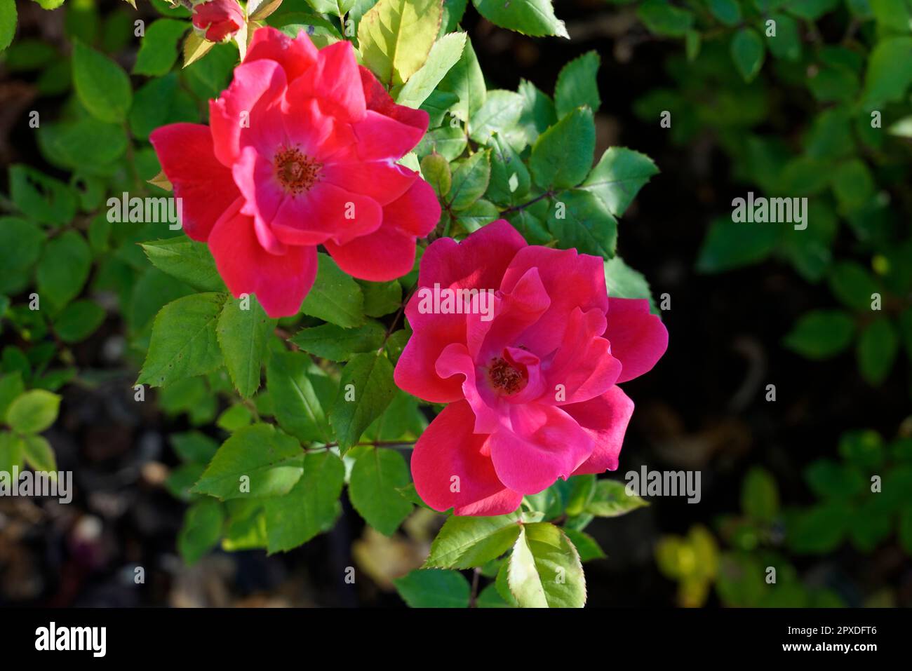 Rosa Gallica, Rosa francese, rosa di Provins, flowering plant, angiosperm,  Rosaceae, Rosales, flower, bush, flower, red Stock Photo - Alamy