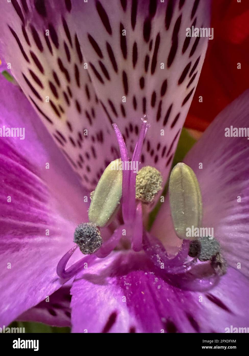 macro-shot-alstroemeria-flower-hi-res-stock-photography-and-images-alamy