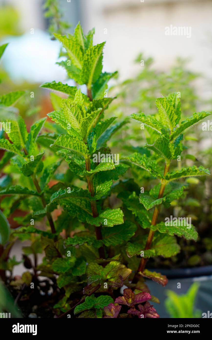Mint, Mentha, Lamiaceae, plant, Angiospermae, Italy, Europe Stock Photo