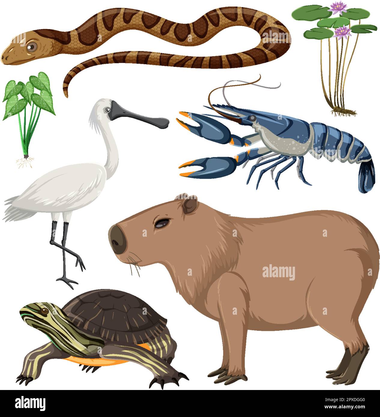 Various Wetland Animals Collection Illustration Stock Vector Image