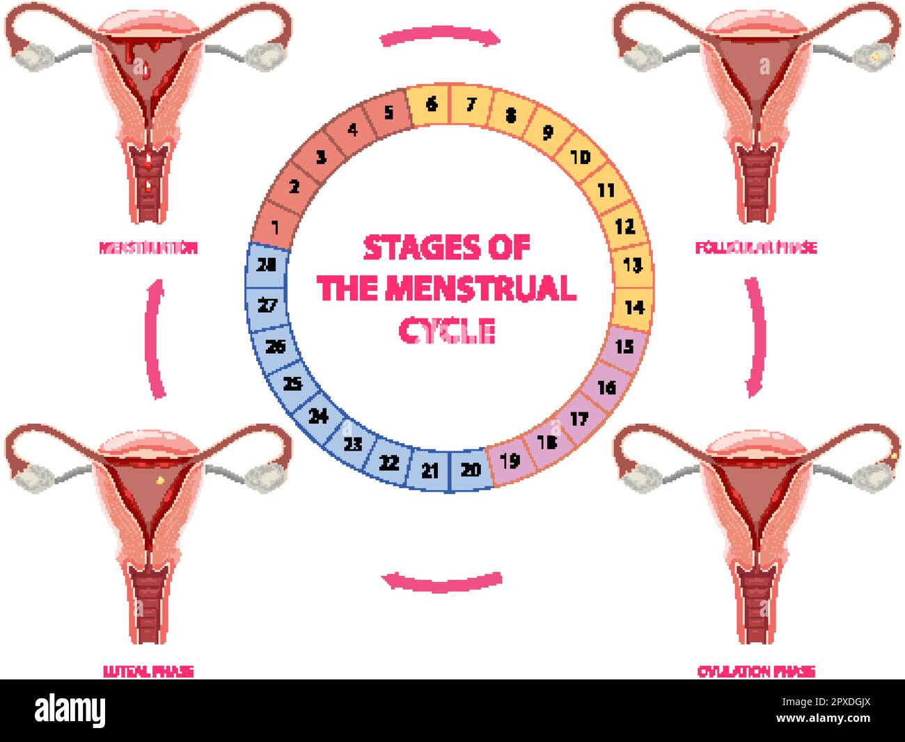 Stages of The Menstrual Cycle illustration Stock Vector Image & Art - Alamy