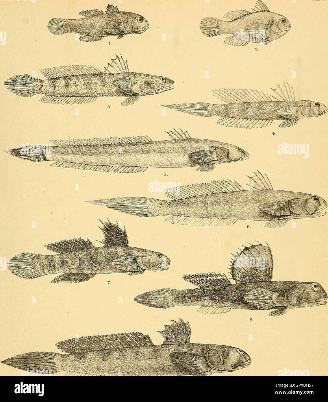 "The fishes of India; being a natural history of the fishes known to