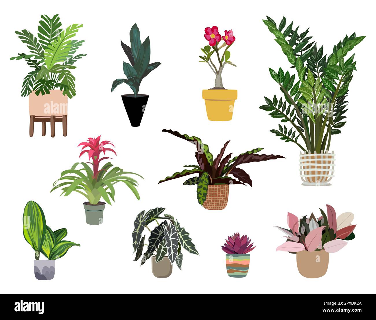 Indoor plants vector illustrations set on white. Stock Vector