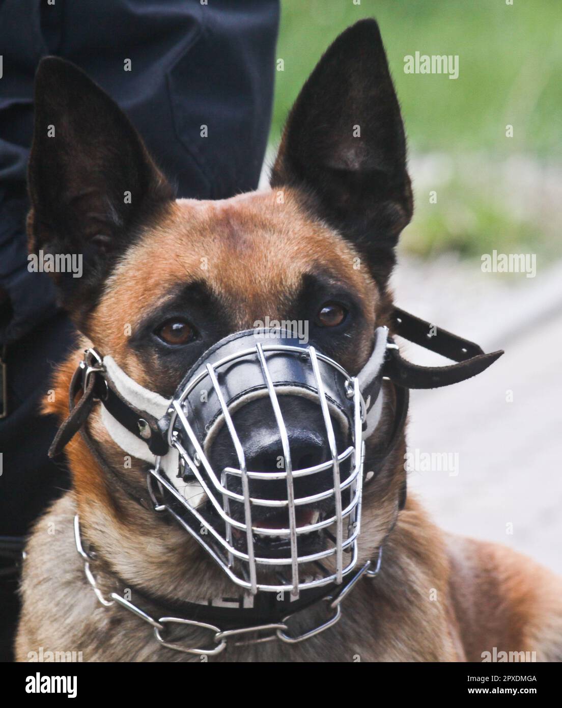 Polizeihund bei der Diensthundeausbildung der Bundespolizei Berlin in Blumberg Ahrensfelde Stock Photo