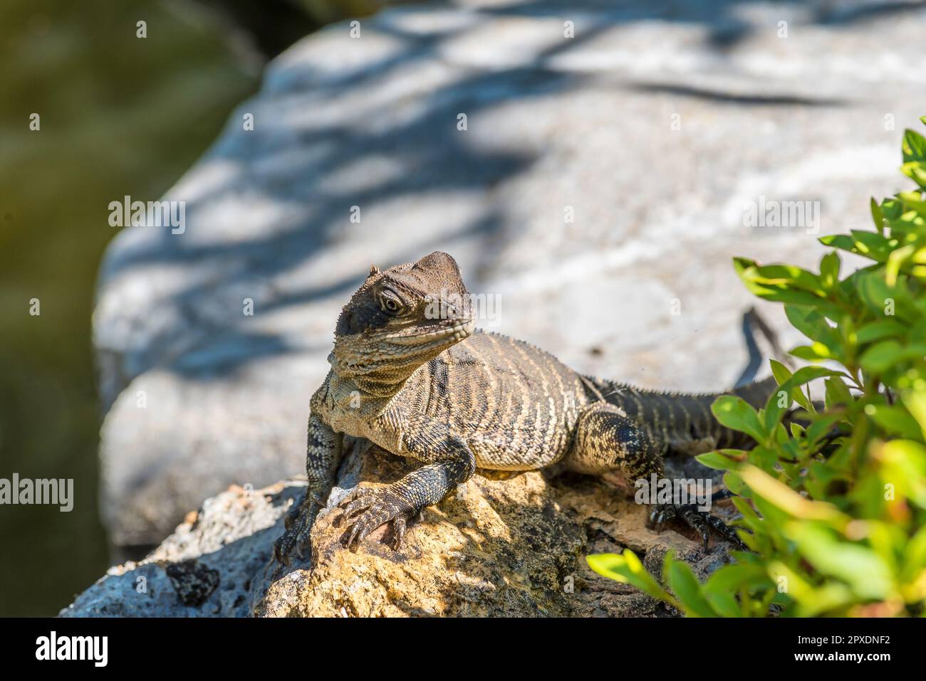 An Eastern Water Dragon, (Physignathus lesueurii lesueuriii) basking in the Summer sun at the Chinese Gardens of Friendship in Sydney, Australia Stock Photo