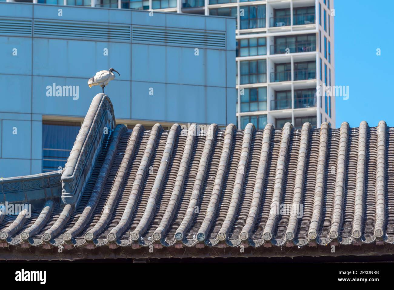 Almost ubiquitous in Sydney, Aust., a White Ibis (Threskiornis molucca) sits on the traditional Chinese roof line at the Chinese Gardens of Friendship Stock Photo
