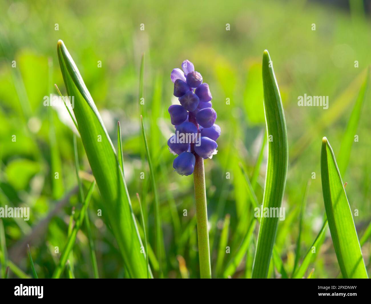 A grape hyacinth (Muscan) in the grass Stock Photo