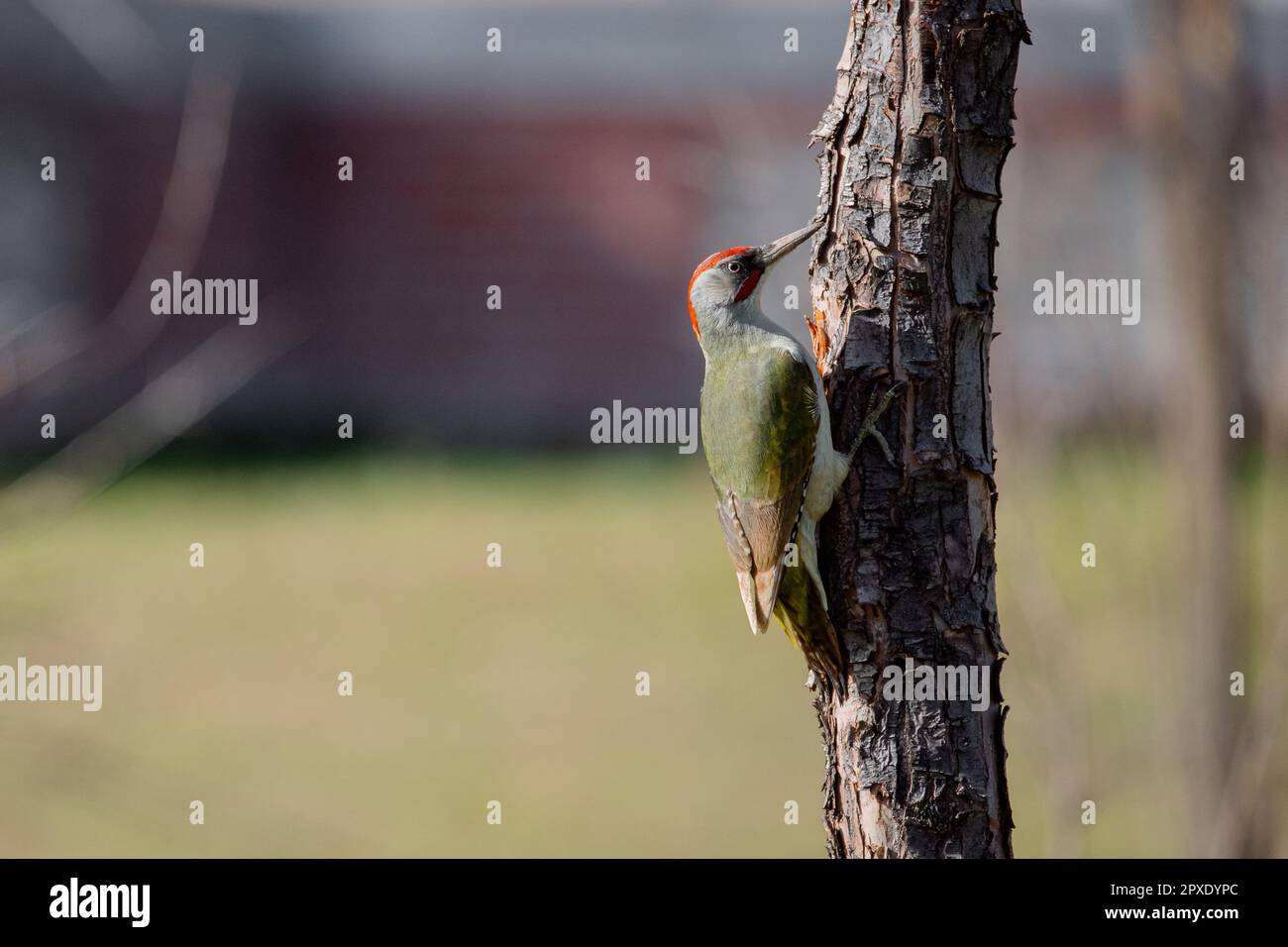 Iberian green woodpecker camouflage and perched on the trunk of a tree in a park in Madrid Stock Photo