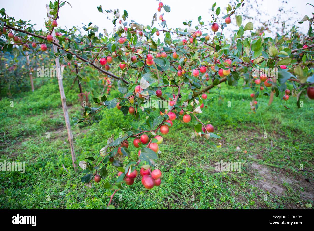 Red jujube fruits or apple kul boroi on tree in bangladesh Stock Photo