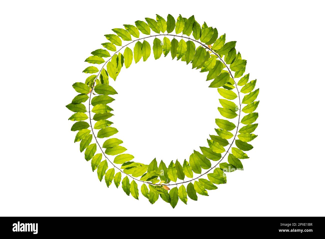 leaf vine circle isolates on a white background Stock Photo