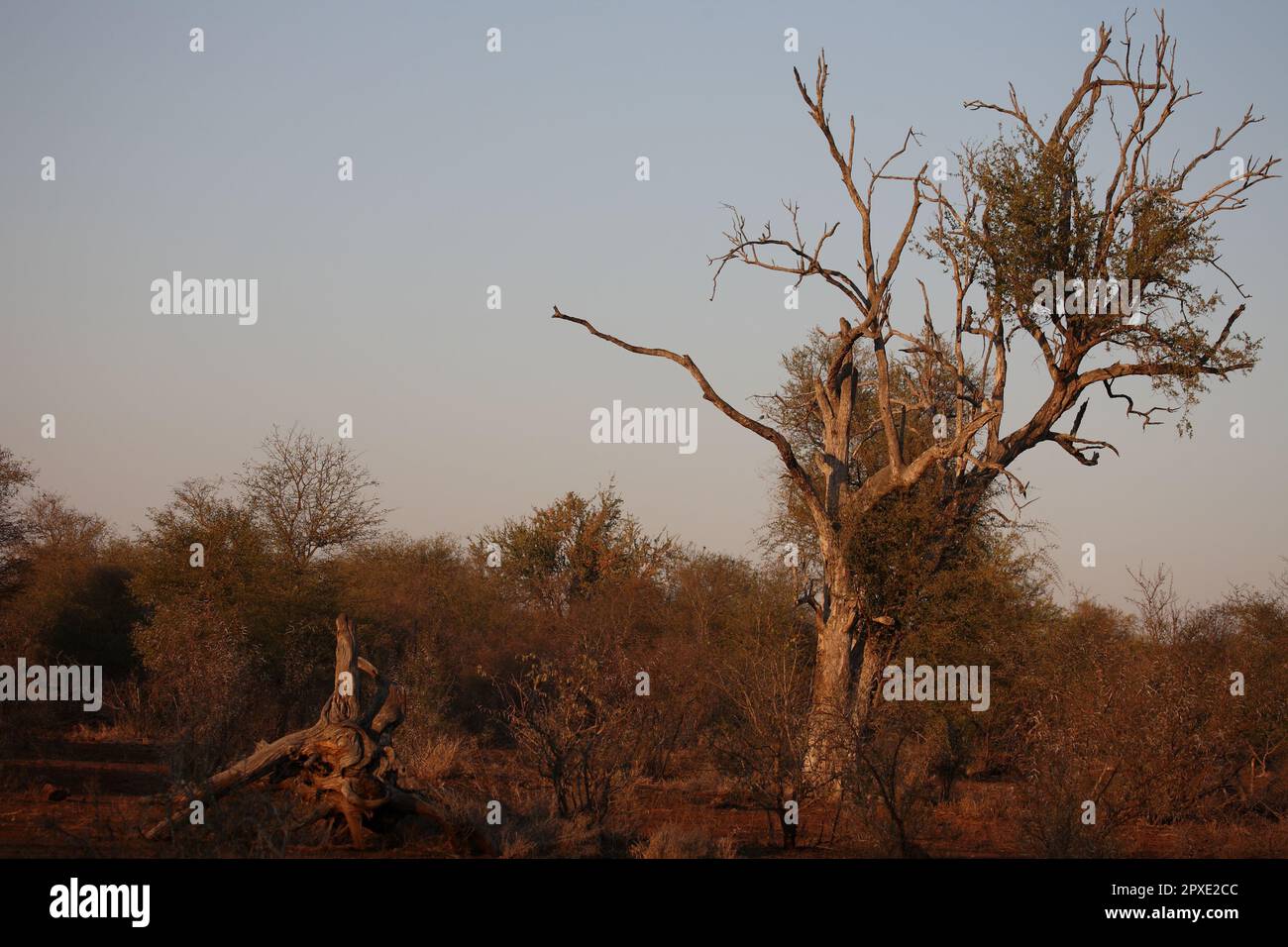 Afrikanischer Busch - Krügerpark / African Bush - Kruger Park / Stock Photo