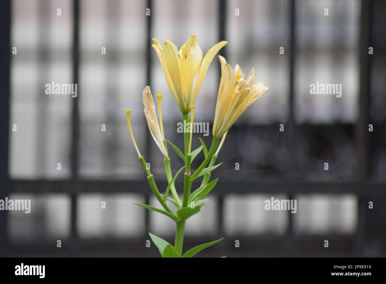 A close-up shot of yellow Lilium brownii flowers on a blurred background Stock Photo