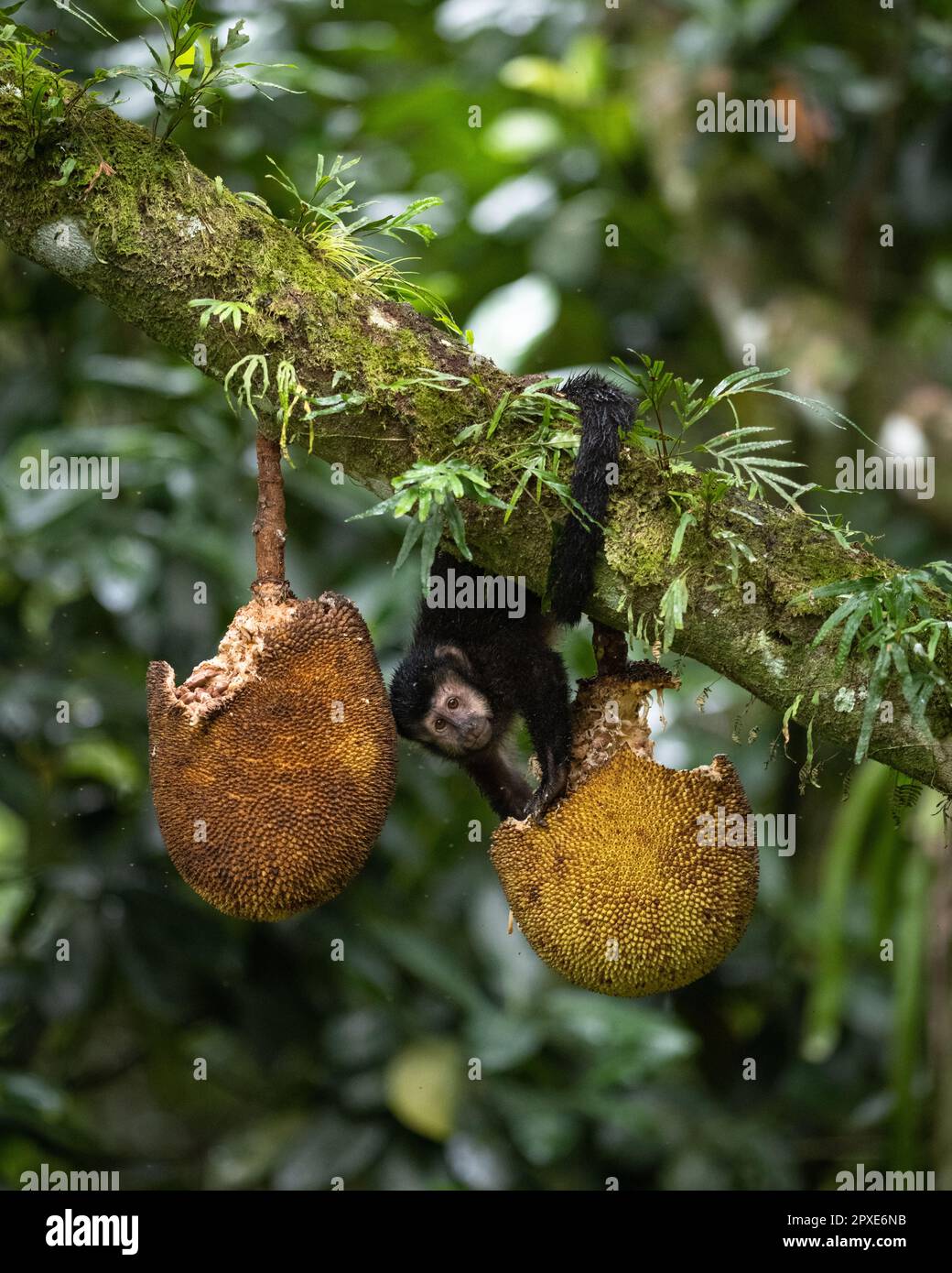 A Black Capuchin Monkey (Sapajus nigritus), endemic to the Atlantic Rainforest of SE Brazil, feeding on Jackfruit Stock Photo