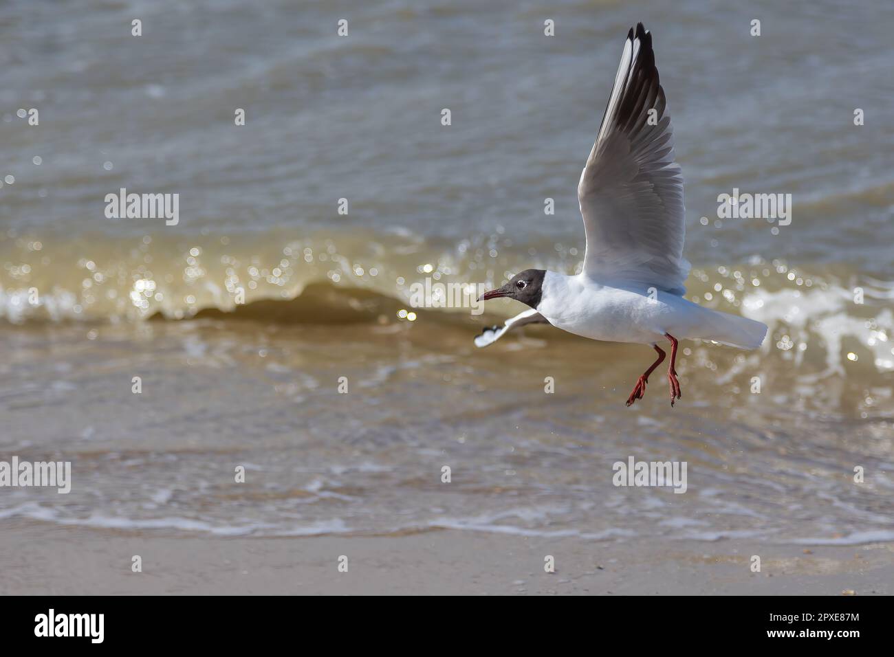 A seagull (larum) flies close to the sand of a beach with the waterline of the North sea in background Stock Photo