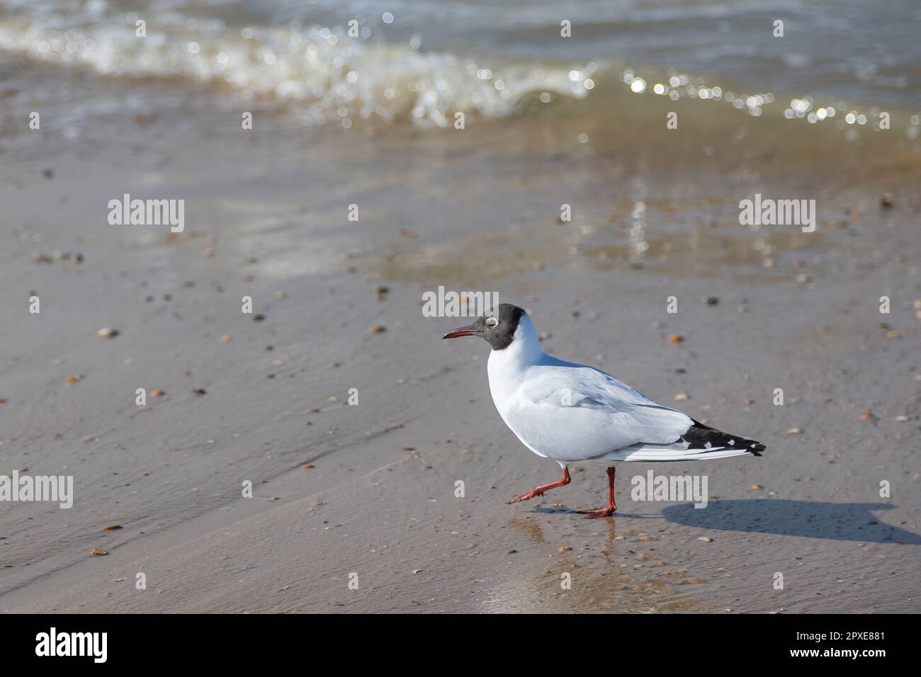 A seagull (larum) walks in the sand of a beach close to the waterline of the North sea Stock Photo