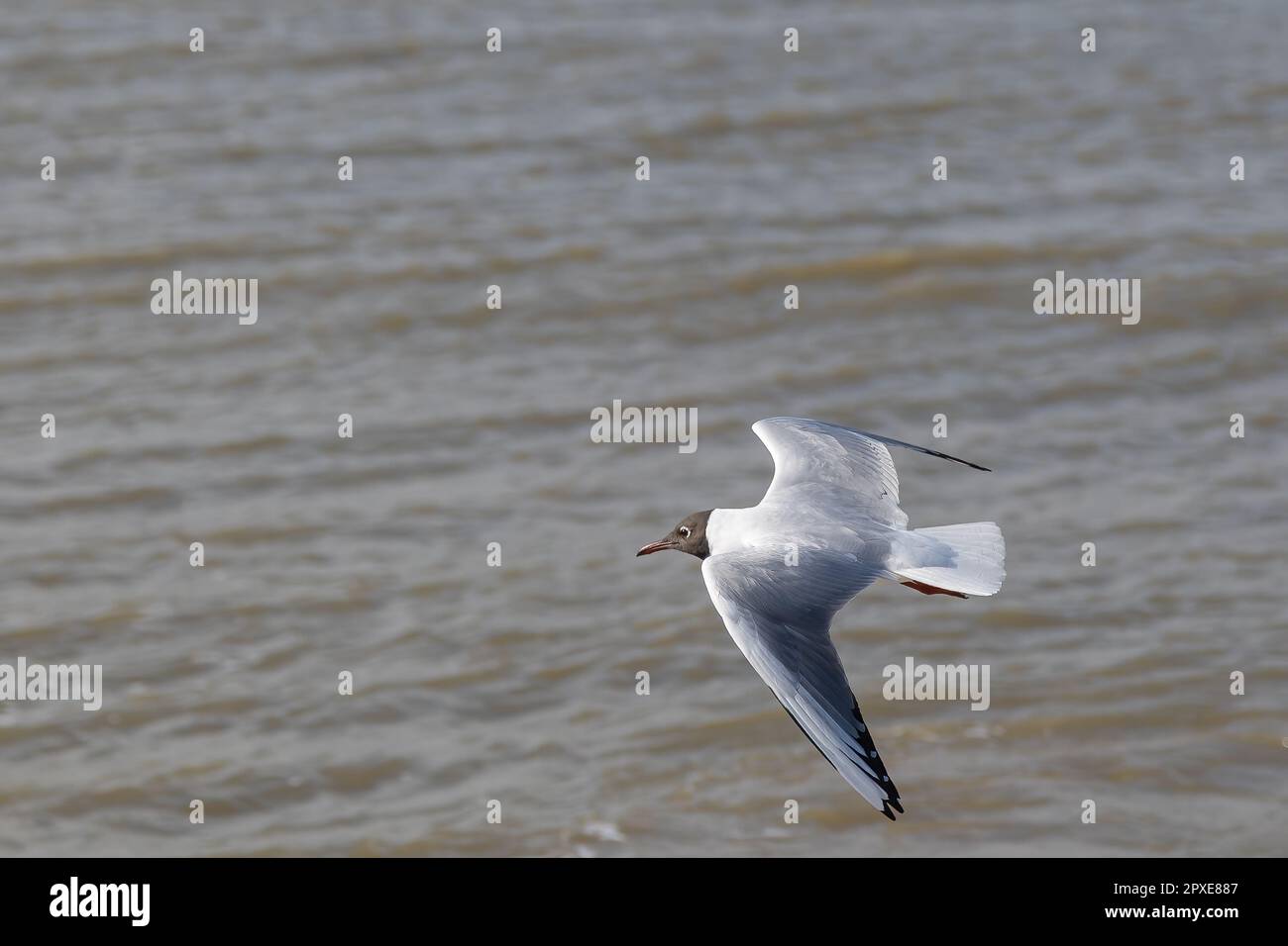A seagull (larum) flies slightly above the coastline of the North sea with water in the background Stock Photo