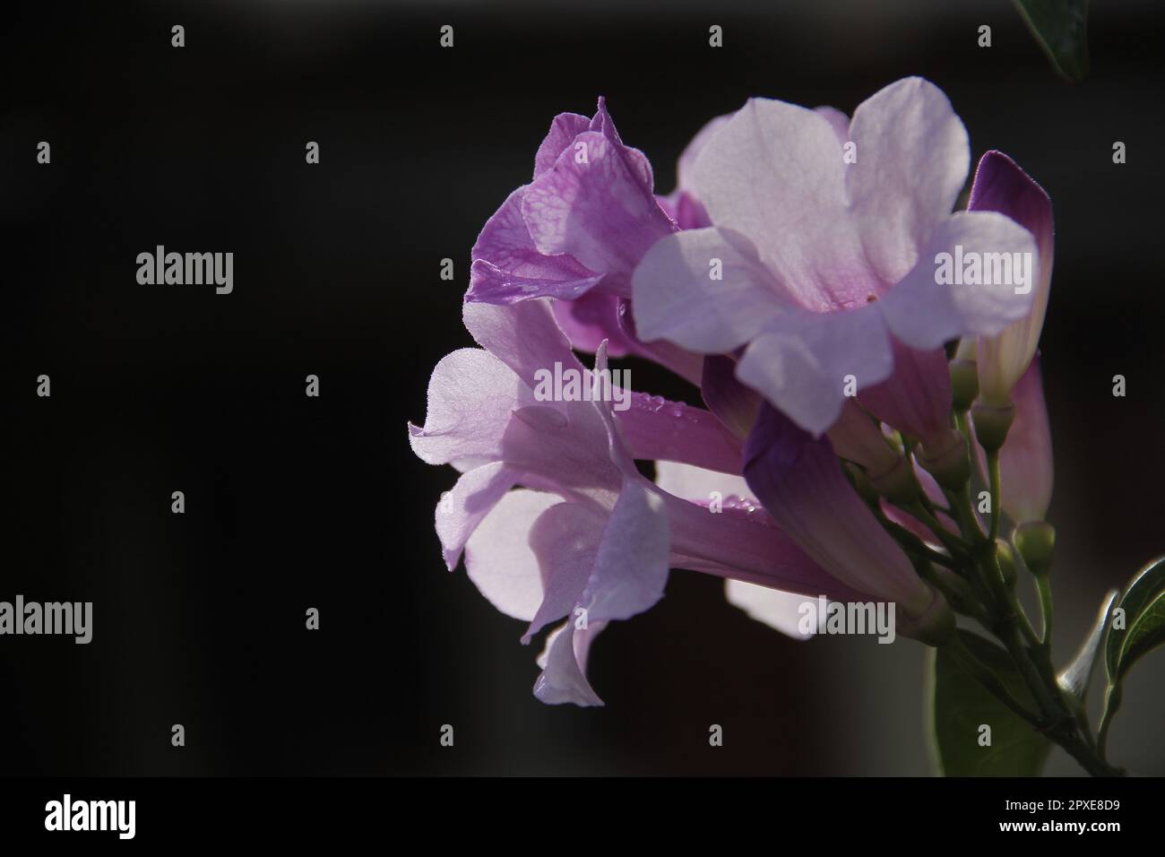 Purple trumpet flower (Mandevilla sanderi) in the yard Stock Photo Alamy