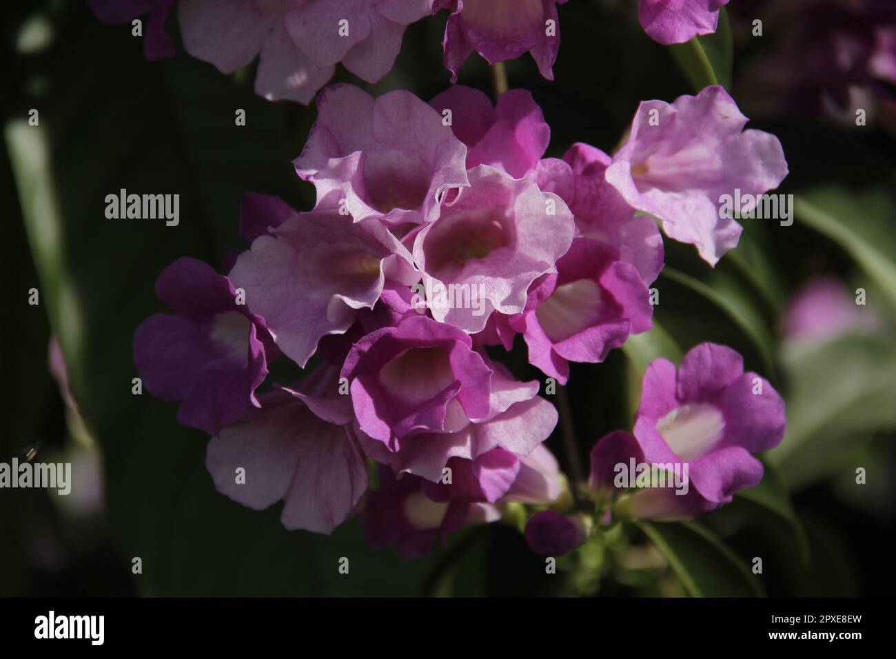 Purple trumpet flower (Mandevilla sanderi) in the yard Stock Photo Alamy