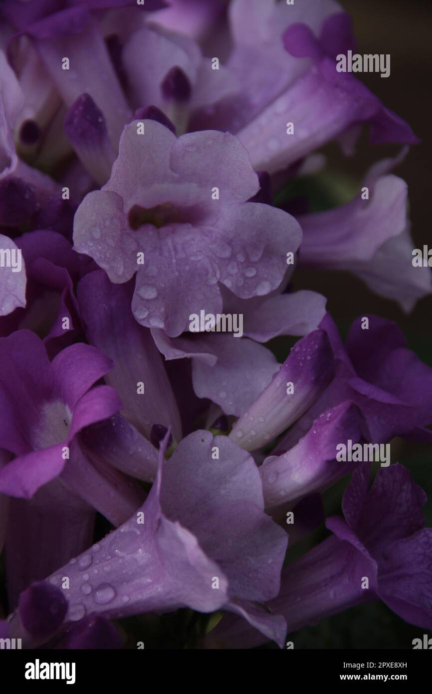 Purple trumpet flower (Mandevilla sanderi) in the yard Stock Photo Alamy