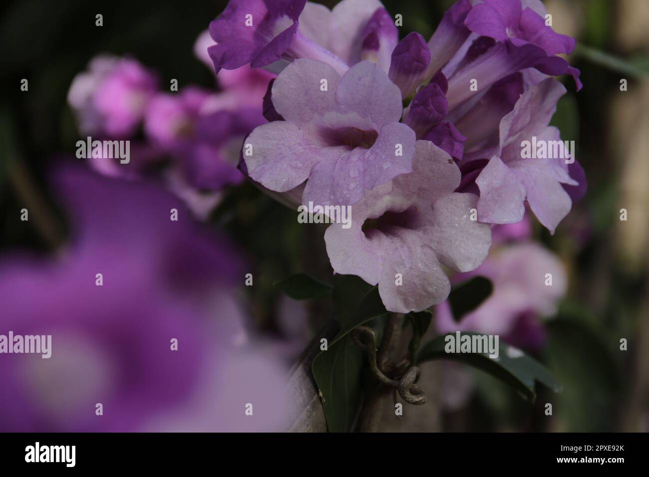Purple trumpet flower (Mandevilla sanderi) in the yard Stock Photo Alamy