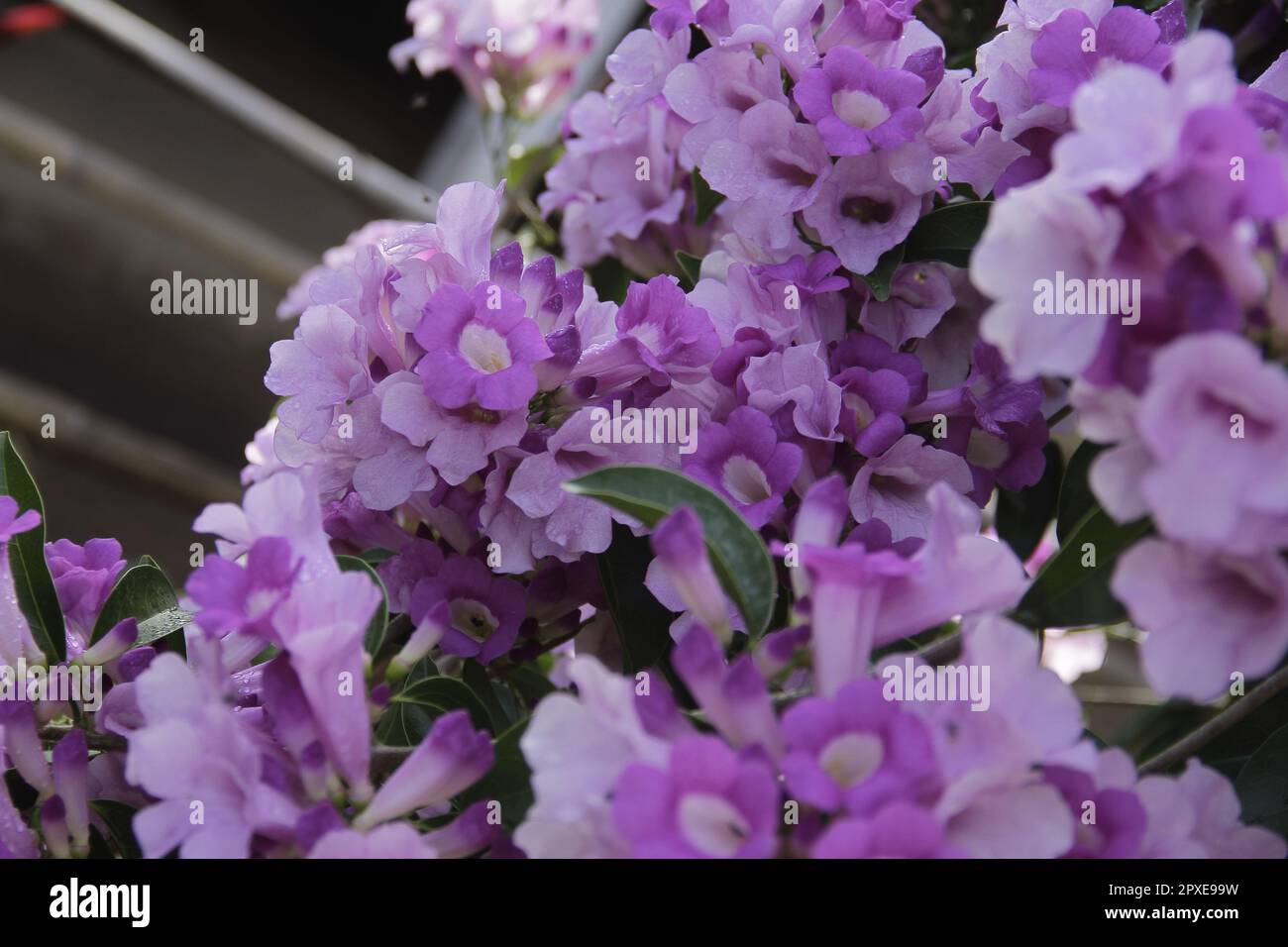 Purple trumpet flower (Mandevilla sanderi) in the yard Stock Photo Alamy