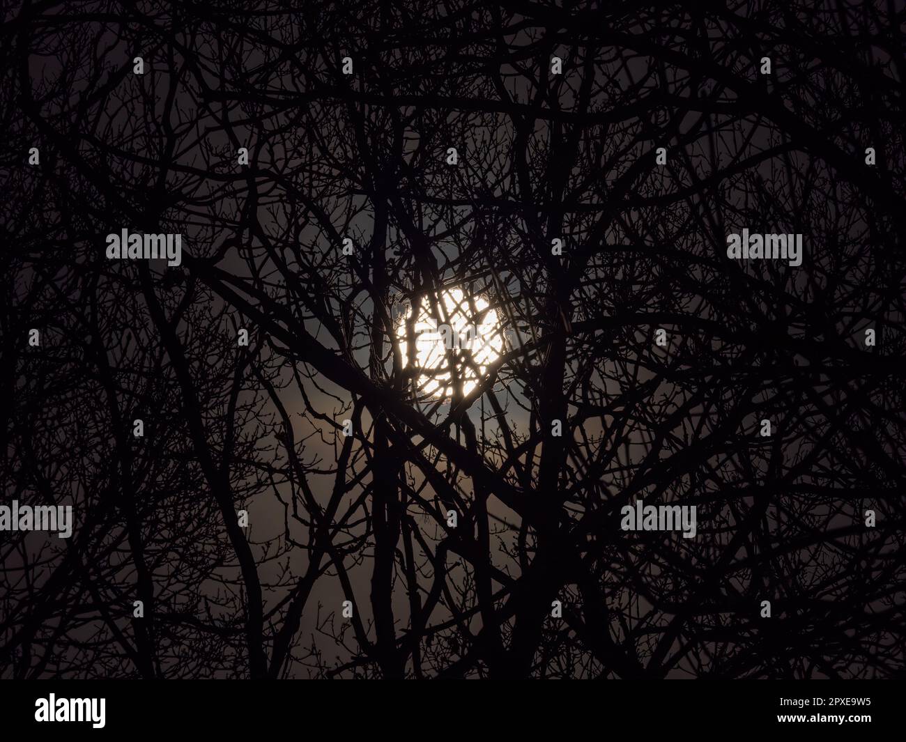 Full Moon on February 5th 2023, with silhouetted trees. Taken in Sussex. Stock Photo