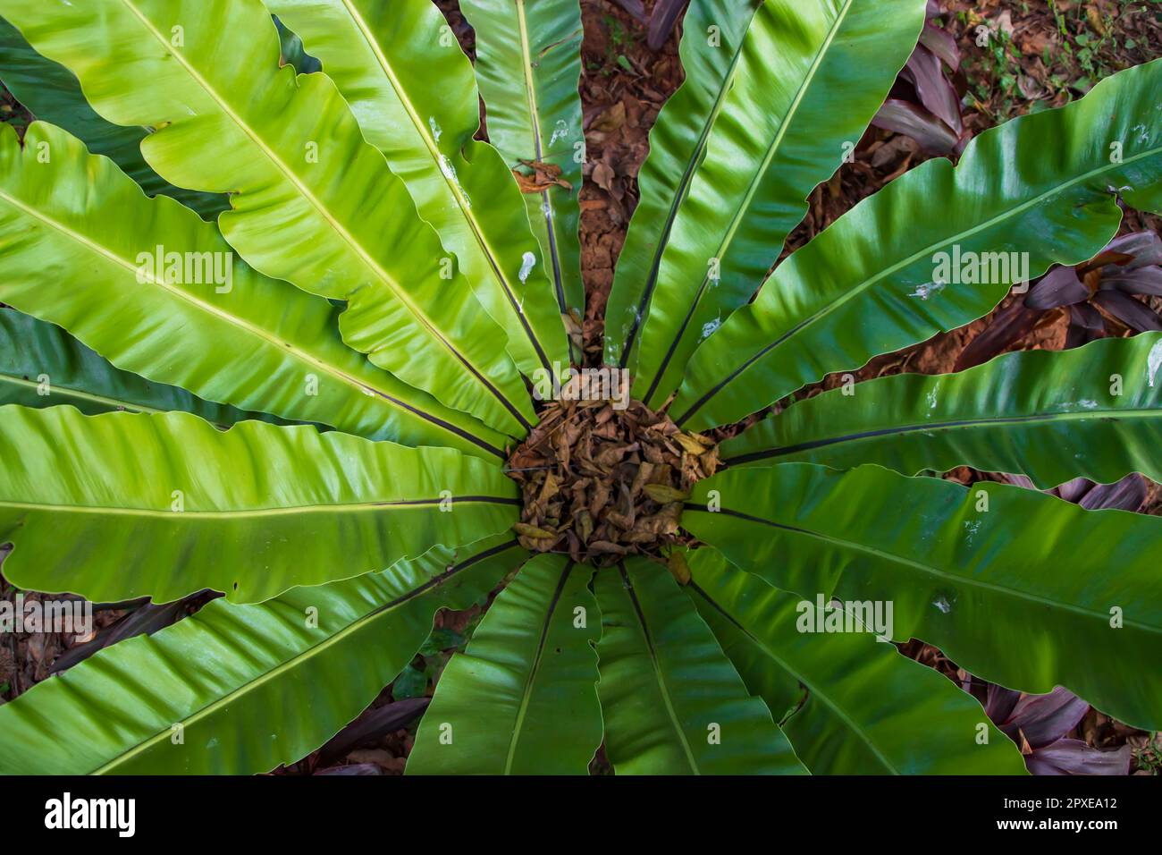 Bird'snest fern (Asplenium nidus) plant Natural green leaves pattern