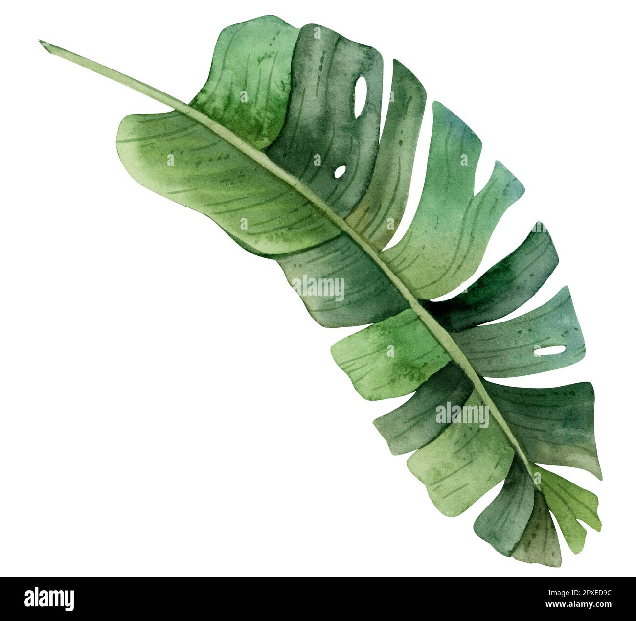 Watercolor green tropical palm leaf top view. Hand drawn illustration