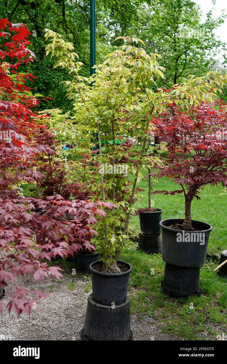 Different types of Maple Plants, Orticola the Market Exhibition of ...