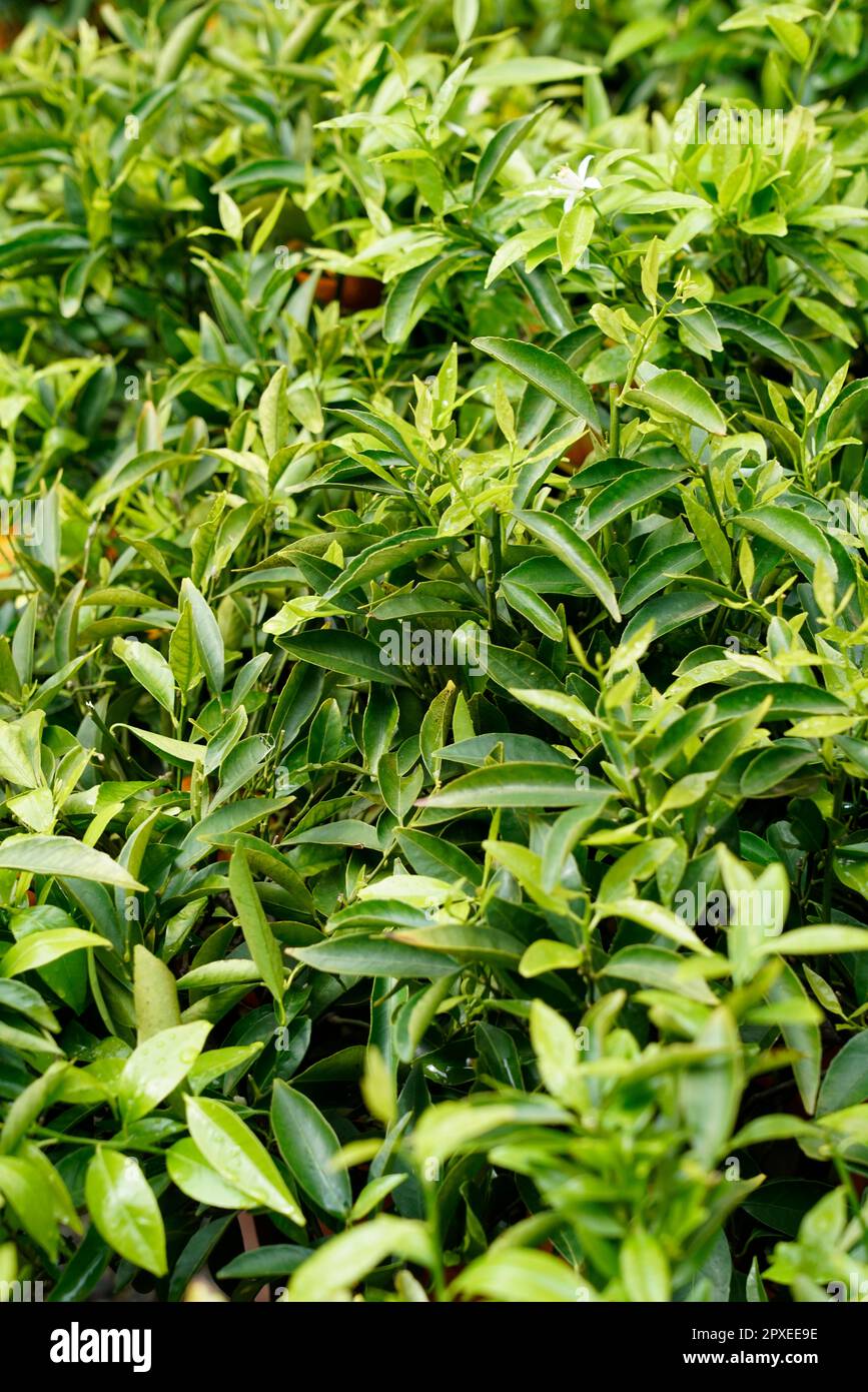 Japanese mandarin plant, Tangerine, Citrus japonica, kumquat or cumquat