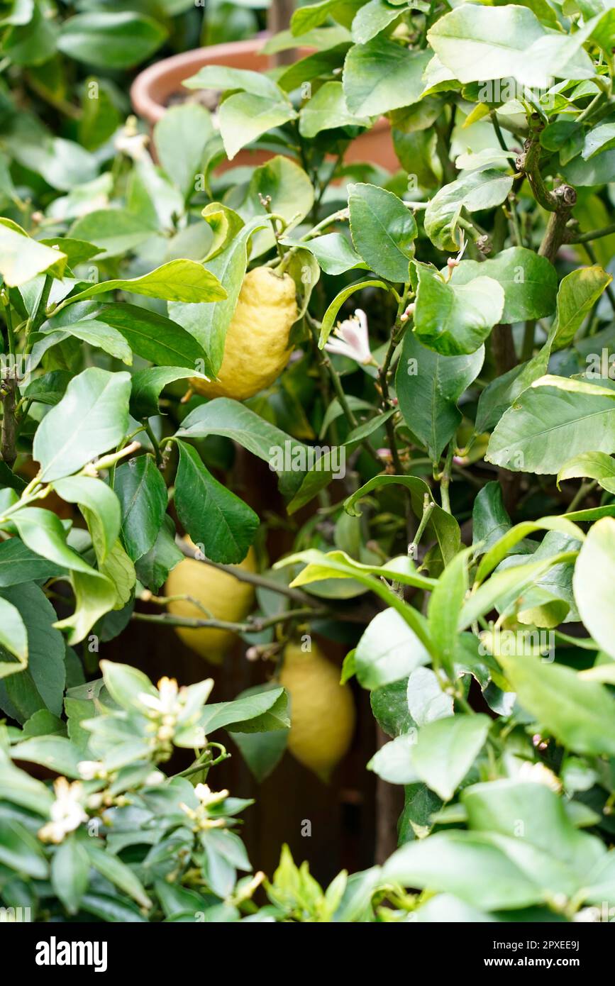 Limone “Sfusato Amalfitano” Amalfi coast lemon IGP, Citrus limon, Rutaceae, Orticola the Market Exhibition of unusual, rare and ancient flowers, plant Stock Photo
