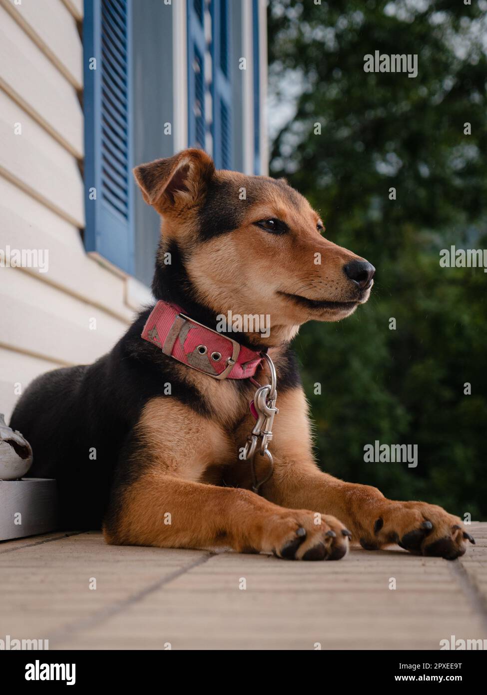 A Huntaway dog lying in a relaxed sprawl on a porch outside a house Stock Photo