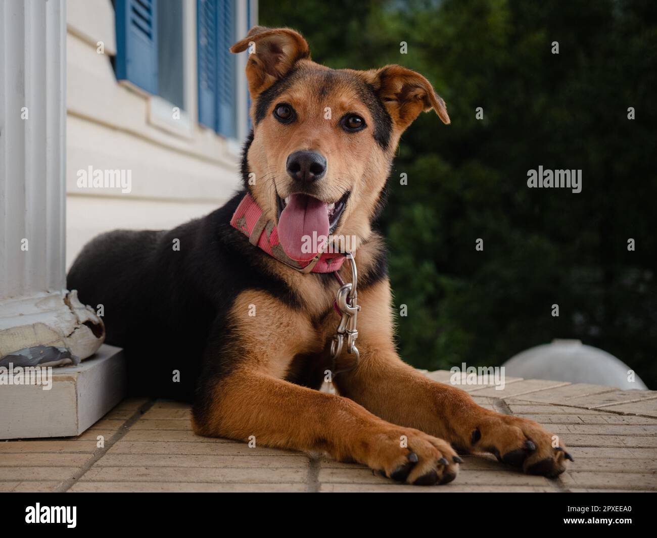 A Huntaway dog lying in a relaxed sprawl with its tongue sticking out on a porch outside a house Stock Photo