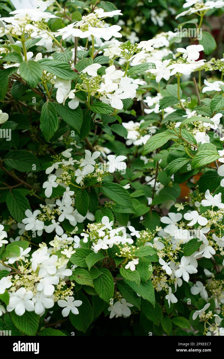 Viburnum plicatum, Caprifoliaceae, Flowering plant, Angiospermae