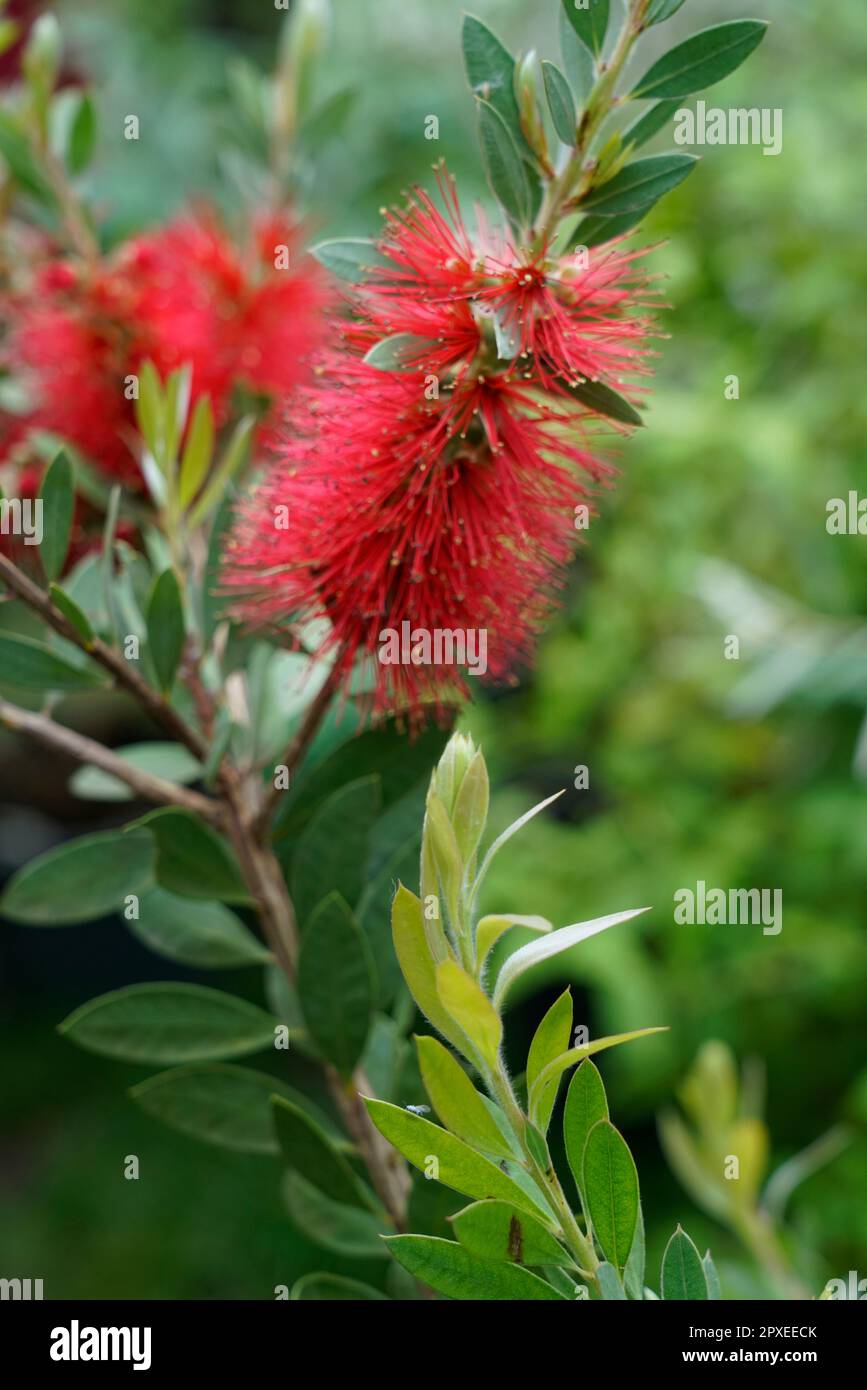 Bottlebrush Tree  Florida Nursery Mart