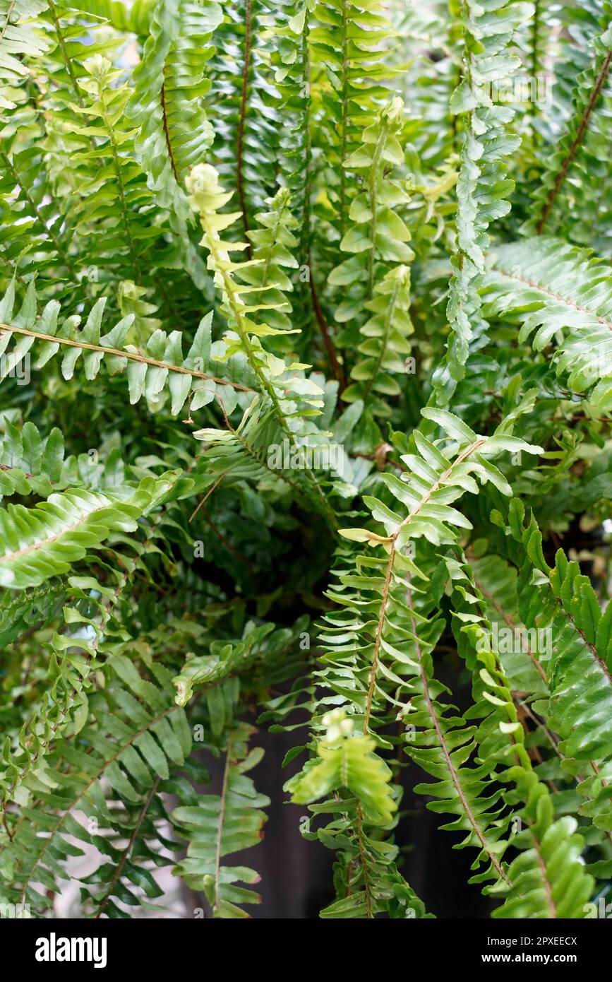 Nephrolepis cordifolia, Fern, Nephrolepis, fishbone fern, tuberous sword fern, Orticola the Market Exhibition of unusual, rare and ancient flowers, pl Stock Photo
