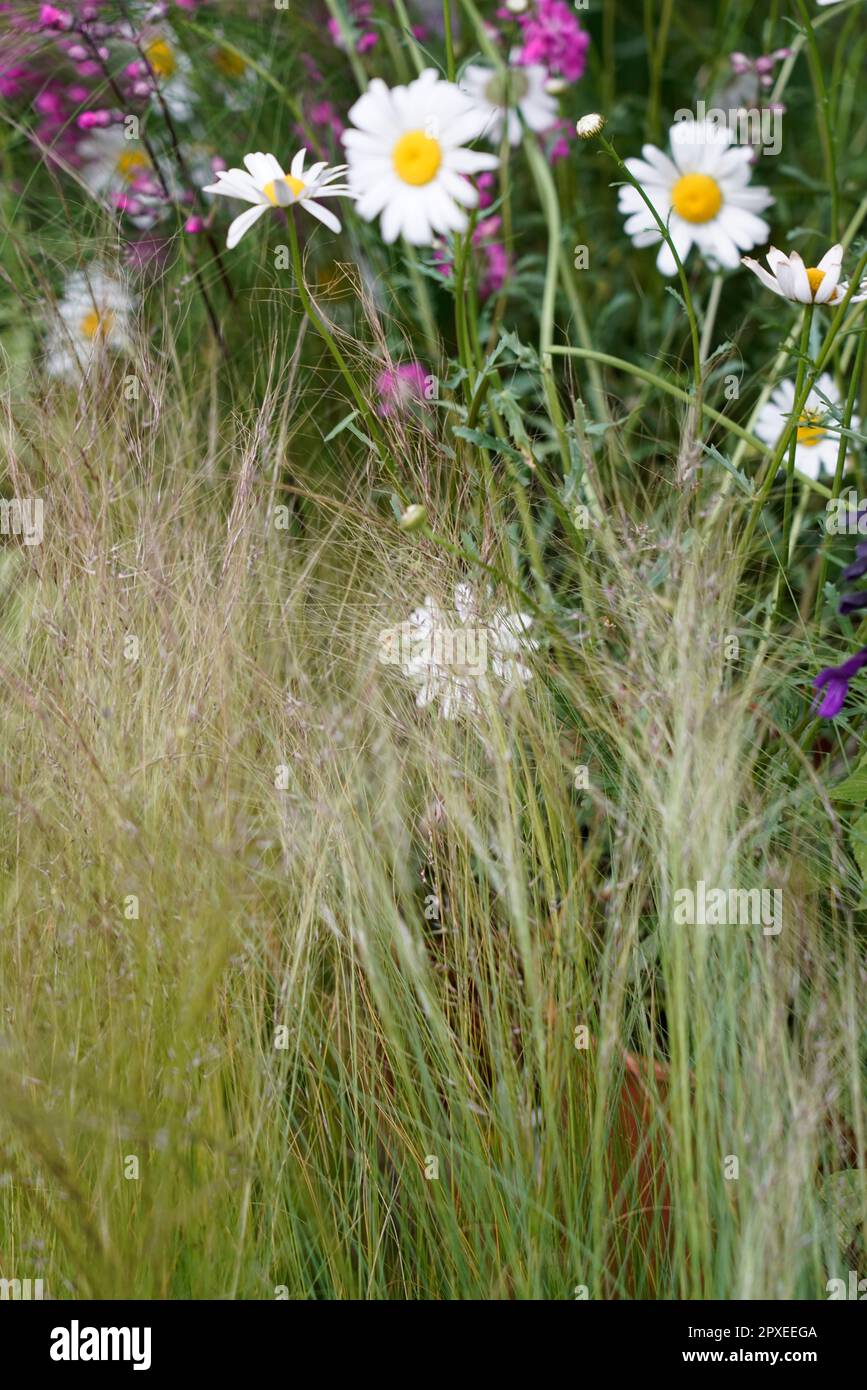 Flower, Field, Orticola the Market Exhibition of unusual, rare and