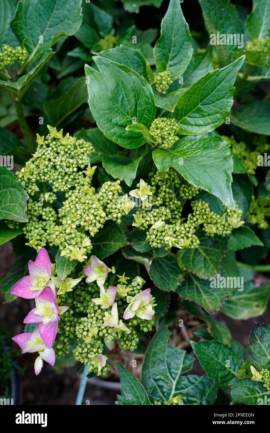 Ortensia, Hydrangea Macrophylla, Hydrangeaceae, Orticola the Market Exhibition of unusual, rare and ancient flowers, plants and fruits at the Montanel Stock Photo
