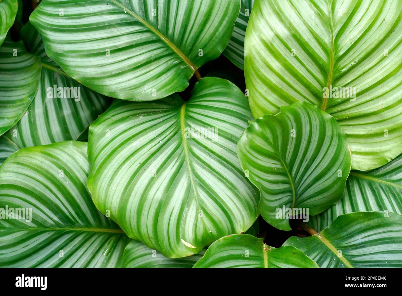 Calathea is a genus of flowering plants belonging to the family Marantaceae, Orticola the Market Exhibition of unusual, rare and ancient flowers, plan Stock Photo