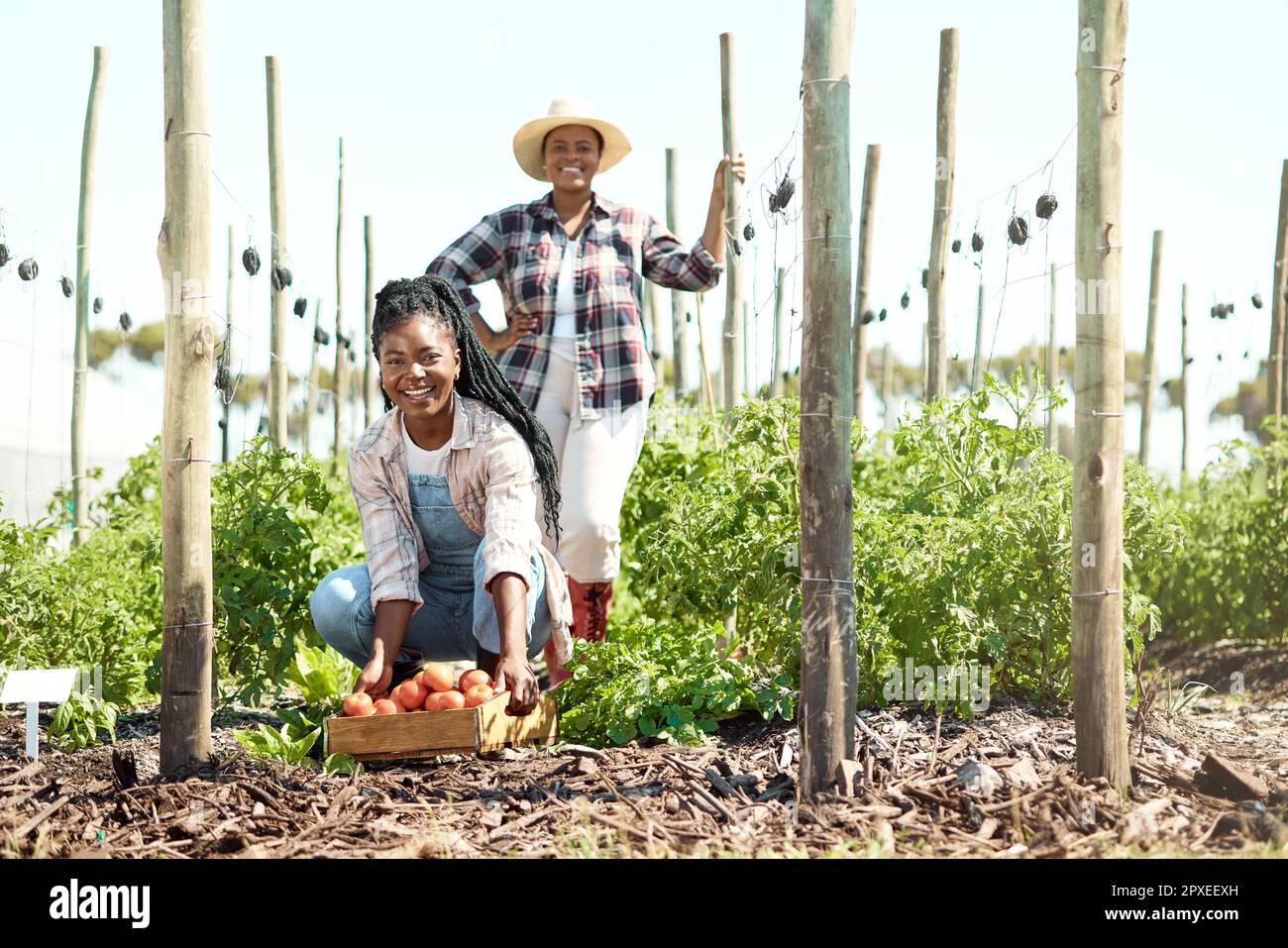 Young farmers harvesting tomatoes together hi-res stock photography and ...