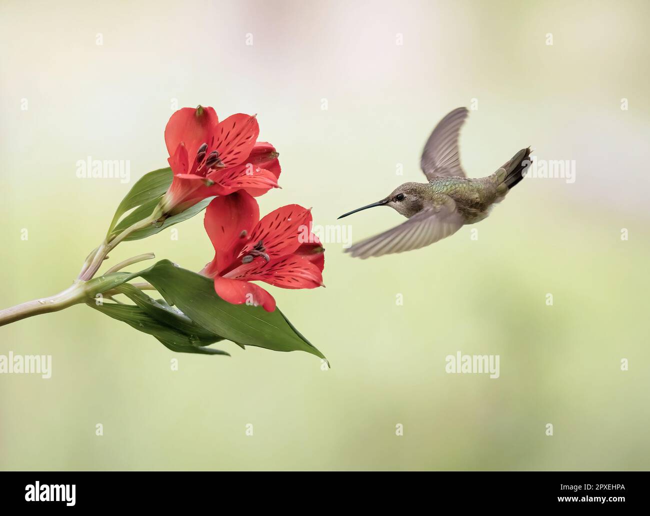 Close-up of a Black-chinned Hummingbird as it approaches a colorful flower for a sip of nectar Stock Photo